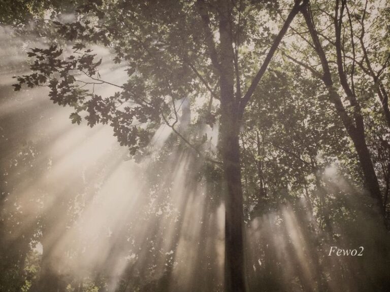 Sonnenstrahlen im Wald bei Kesselsdorf